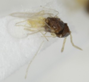  ( - MZH_GQ.6971)  @11 [ ] by-nc (2024) Simo Vaananen Luomus