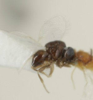  (Eretmocerus zippanguiphagus - MZH_GQ.6973)  @11 [ ] by-nc (2024) Simo Vaananen Luomus