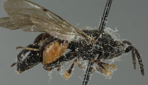  ( - MZH_GQ.6975)  @11 [ ] by-nc (2024) Simo Vaananen Luomus