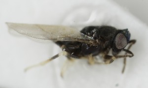  (Ageniaspis - MZH_GQ.6978)  @11 [ ] by-nc (2024) Simo Vaananen Luomus