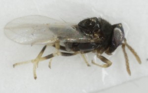  ( - MZH_GQ.6979)  @11 [ ] by-nc (2024) Simo Vaananen Luomus