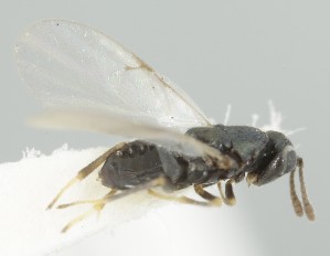  (Aphycoides speciosus - MZH_GQ.6981)  @11 [ ] by-nc (2024) Simo Vaananen Luomus