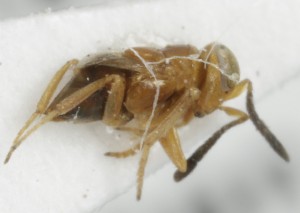  (Microterys aeneiventris - MZH_GQ.6985)  @11 [ ] by-nc (2024) Simo Vaananen Luomus