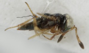  (Microterys zarina - MZH_GQ.6987)  @11 [ ] by-nc (2024) Simo Vaananen Luomus