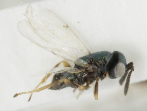  (Bothriothorax aralius - MZH_GQ.6991)  @11 [ ] by-nc (2024) Simo Vaananen Luomus