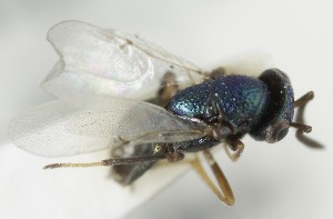  (Bothriothorax clavicornis - MZH_GQ.6992)  @11 [ ] by-nc (2024) Simo Vaananen Luomus