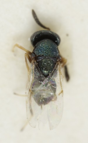  (Bothriothorax - MZH_GQ.6993)  @11 [ ] by-nc (2024) Simo Vaananen Luomus