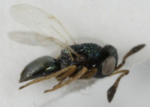  (Bothriothorax serratellus - MZH_GQ.6994)  @11 [ ] by-nc (2024) Simo Vaananen Luomus