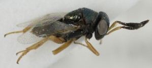  (Bothriothorax trichops - MZH_GQ.6995)  @11 [ ] by-nc (2024) Simo Vaananen Luomus