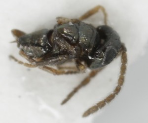  (Brachyencyrtus - MZH_GQ.6996)  @11 [ ] by-nc (2024) Simo Vaananen Luomus