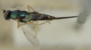  (Cerchysius gigas - MZH_GQ.7000)  @11 [ ] by-nc (2024) Simo Vaananen Luomus