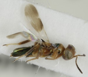  (Cheiloneurus elegans - MZH_GQ.7002)  @11 [ ] by-nc (2024) Simo Vaananen Luomus