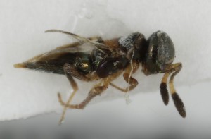  (Cheiloneurus paralia - MZH_GQ.7003)  @11 [ ] by-nc (2024) Simo Vaananen Luomus