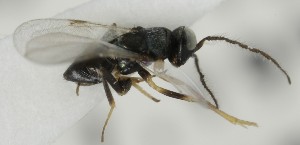  (Cheiloneurus rediculus - MZH_GQ.7004)  @11 [ ] by-nc (2024) Simo Vaananen Luomus