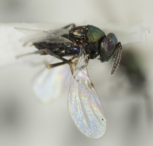  (Copidosoma agrotis - MZH_GQ.7007)  @11 [ ] by-nc (2024) Simo Vaananen Luomus