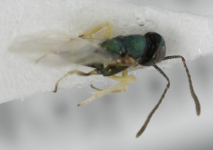  (Copidosoma albipes - MZH_GQ.7008)  @11 [ ] by-nc (2024) Simo Vaananen Luomus