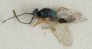  (Copidosoma anceus - MZH_GQ.7009)  @11 [ ] by-nc (2024) Simo Vaananen Luomus