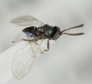  (Copidosoma aretas - MZH_GQ.7011)  @11 [ ] by-nc (2024) Simo Vaananen Luomus