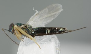  (Copidosoma boucheanum - MZH_GQ.7012)  @11 [ ] by-nc (2024) Simo Vaananen Luomus