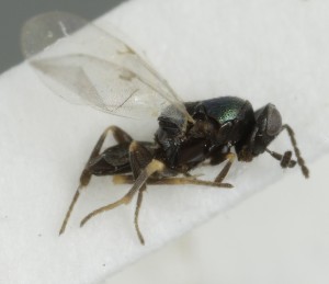  (Copidosoma cervius - MZH_GQ.7013)  @11 [ ] by-nc (2024) Simo Vaananen Luomus