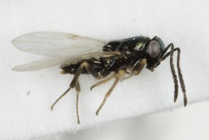  ( - MZH_GQ.7014)  @11 [ ] by-nc (2024) Simo Vaananen Luomus