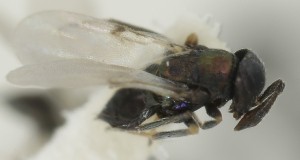  ( - MZH_GQ.7015)  @11 [ ] by-nc (2024) Simo Vaananen Luomus