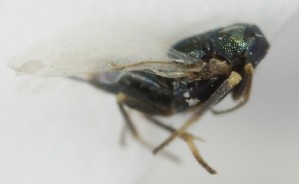  (Copidosoma cyaneum - MZH_GQ.7016)  @11 [ ] by-nc (2024) Simo Vaananen Luomus