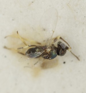  (Copidosoma dius - MZH_GQ.7017)  @11 [ ] by-nc (2024) Simo Vaananen Luomus