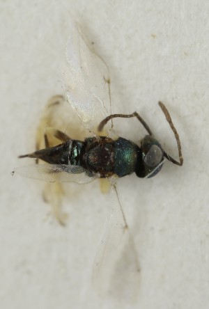  (Copidosoma filicorne - MZH_GQ.7018)  @11 [ ] by-nc (2024) Simo Vaananen Luomus