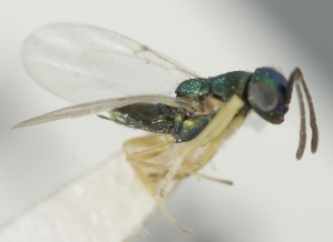  (Copidosoma flagellare - MZH_GQ.7019)  @11 [ ] by-nc (2024) Simo Vaananen Luomus