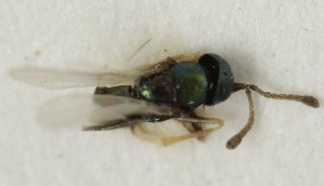  (Copidosoma fuscisquama - MZH_GQ.7020)  @11 [ ] by-nc (2024) Simo Vaananen Luomus