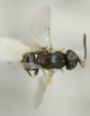  (Copidosoma genale - MZH_GQ.7021)  @11 [ ] by-nc (2024) Simo Vaananen Luomus