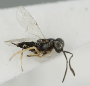  (Copidosoma iracundum - MZH_GQ.7022)  @11 [ ] by-nc (2024) Simo Vaananen Luomus