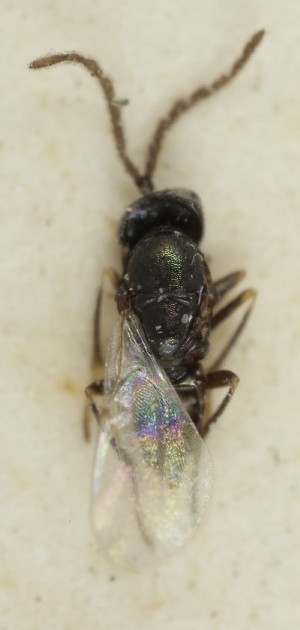  (Copidosoma serricorne - MZH_GQ.7024)  @11 [ ] by-nc (2024) Simo Vaananen Luomus