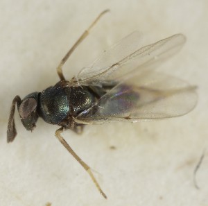  ( - MZH_GQ.7025)  @11 [ ] by-nc (2024) Simo Vaananen Luomus