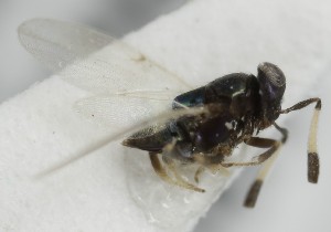  (Copidosoma subalbicorne - MZH_GQ.7026)  @11 [ ] by-nc (2024) Simo Vaananen Luomus