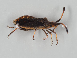  (Coriomeris scabricornis - MZH_NG.112)  @11 [ ] by-nc (2018) Marko Mutanen University of Oulu