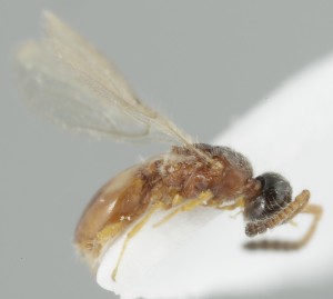  ( - MZH_NK.57243)  @11 [ ] by-nc (2024) Simo Vaananen Luomus