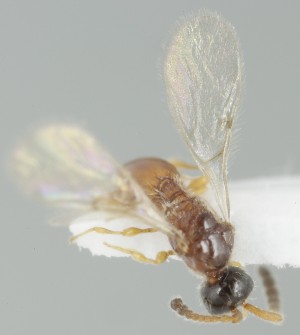  ( - MZH_NK.57243)  @11 [ ] by-nc (2024) Simo Vaananen Luomus