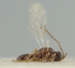  ( - MZH_NK.57248)  @11 [ ] by-nc (2024) Simo Vaananen Luomus