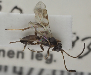  (Gelis cf. sapporoensis - NA.59)  @11 [ ] by-nc (2025) Erkka Laine Luomus