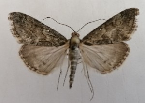  (Evergestis manglisalis - NH.1331)  @11 [ ] by-nc (2022) Jari-Pekka Kaitila Lepidopterological Society of Finland