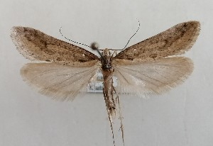  (Deuterotinea balcanica - NH.1334)  @11 [ ] by-nc (2022) Jari-Pekka Kaitila Lepidopterological Society of Finland