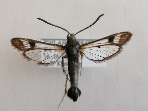  ( - NH.1338)  @11 [ ] by-nc (2022) Jari-Pekka Kaitila Lepidopterological Society of Finland
