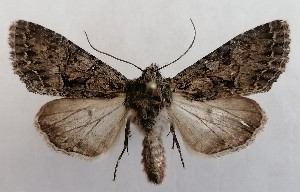  ( - NH.1343)  @11 [ ] by-nc (2022) Jari-Pekka Kaitila Lepidopterological Society of Finland