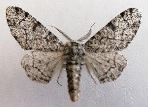  (Biston betularius - NH.1352)  @11 [ ] by-nc (2022) Jari-Pekka Kaitila Lepidopterological Society of Finland