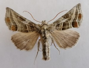  (Euchalcia viridis - NH.1356)  @11 [ ] by-nc (2022) Jari-Pekka Kaitila Lepidopterological Society of Finland