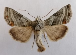  ( - NH.1357)  @11 [ ] by-nc (2022) Jari-Pekka Kaitila Lepidopterological Society of Finland
