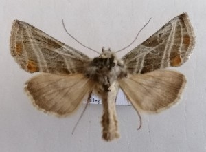  ( - NH.1358)  @11 [ ] by-nc (2022) Jari-Pekka Kaitila Lepidopterological Society of Finland