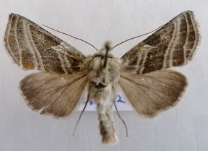  ( - NH.1359)  @11 [ ] by-nc (2022) Jari-Pekka Kaitila Lepidopterological Society of Finland